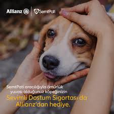 Sevimli Dostum Sigortası